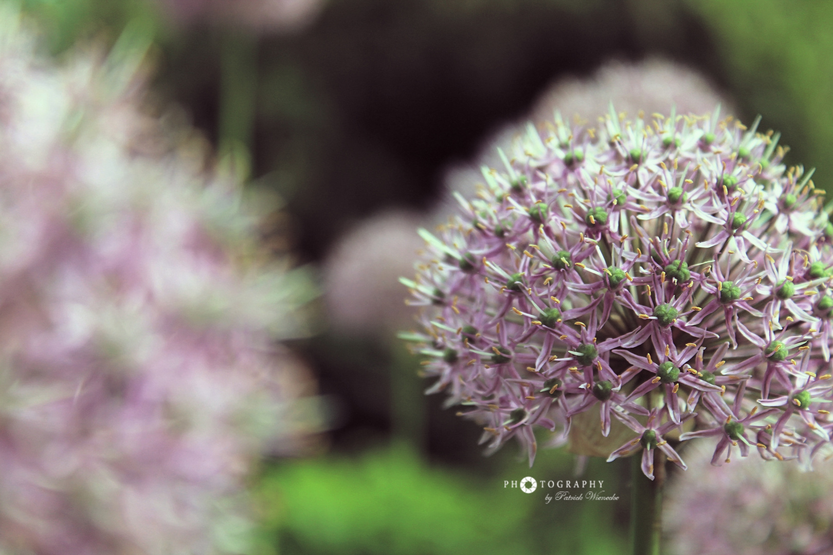 Pink Flowers