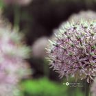 Pink Flowers