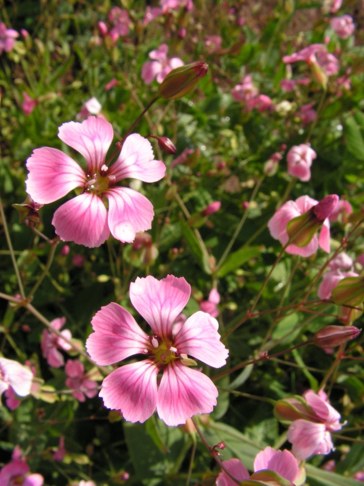 Pink flowers