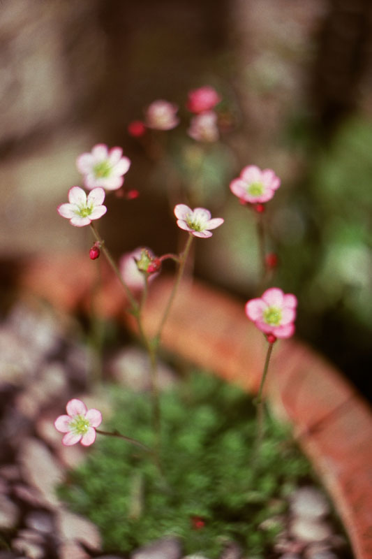 Pink Flowers