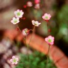 Pink Flowers