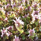 Pink flowers.