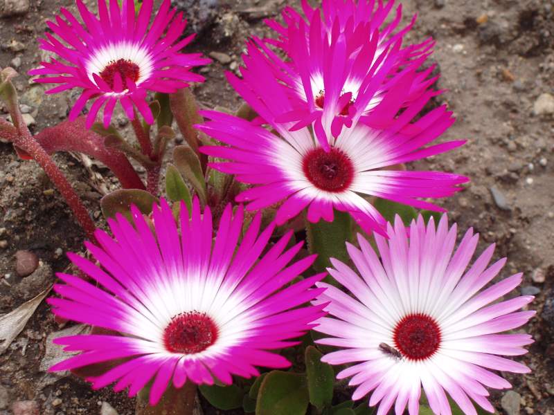 Pink Flowers