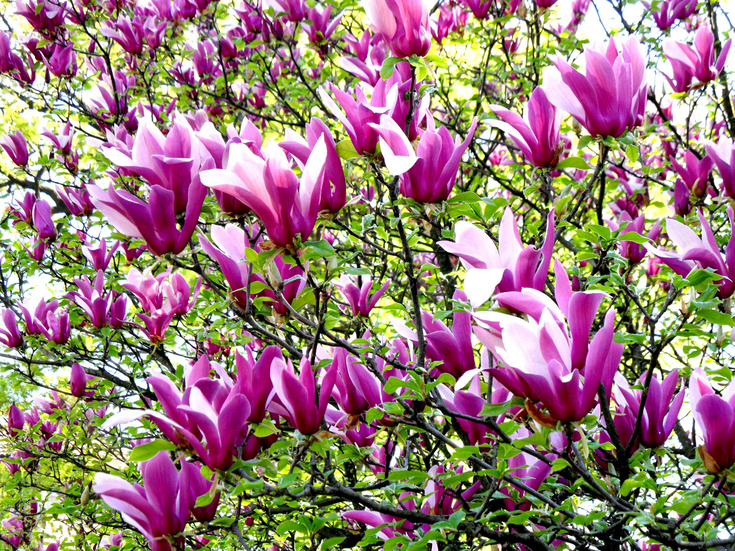 Pink flowers