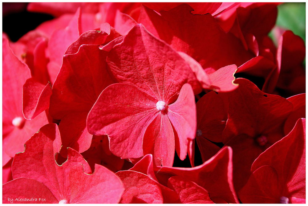 pink flowers