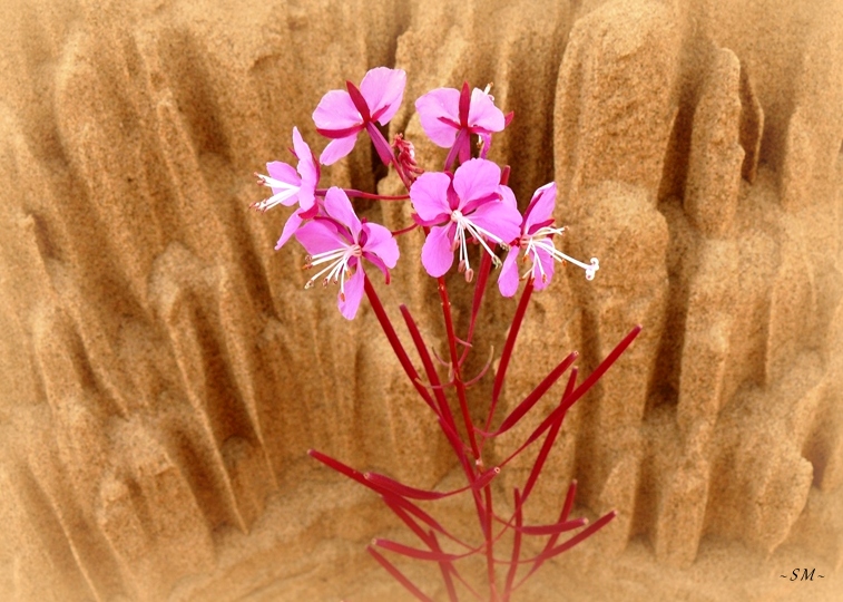 Pink flowers in a northern 'desert'