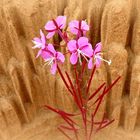 Pink flowers in a northern 'desert'