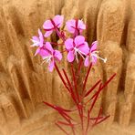 Pink flowers in a northern 'desert'