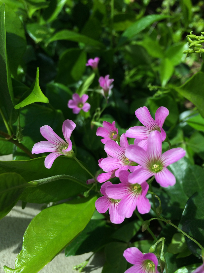 Pink Flowers on S El Molino