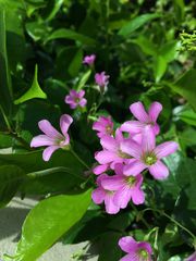 Pink Flowers on S El Molino