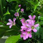 Pink Flowers on S El Molino