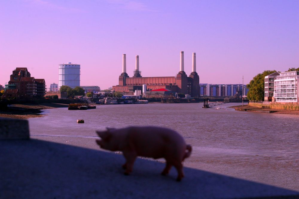 Pink Floyd -Animals- in London