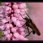 Pink Fly