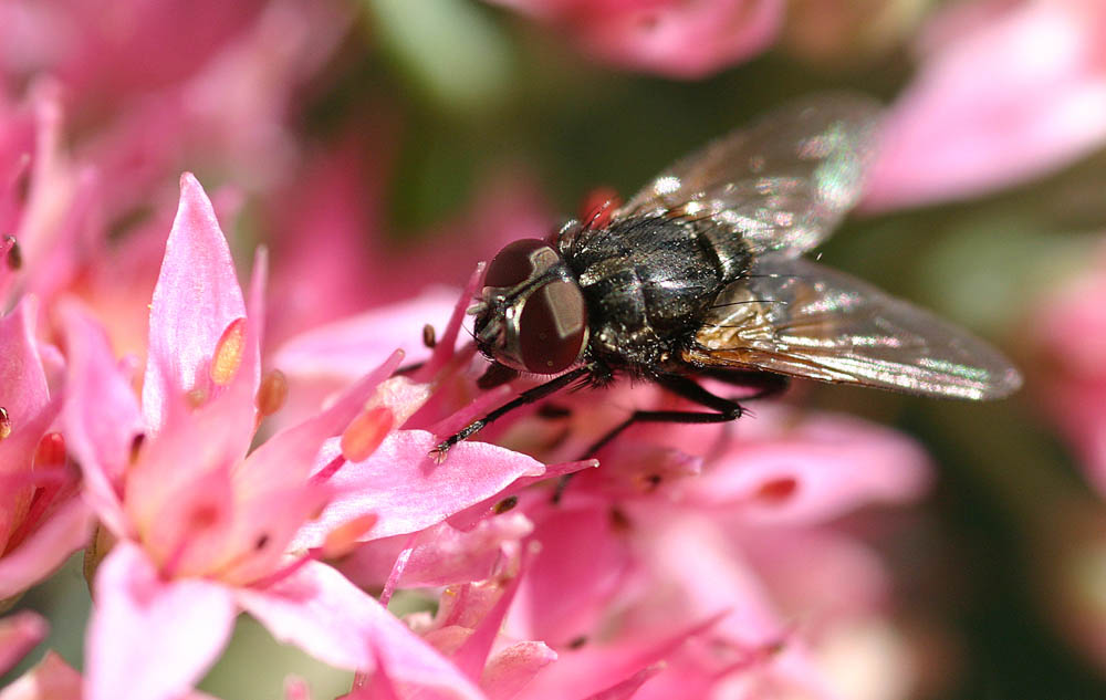 Pink Fly...
