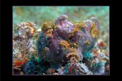 Pink Frogfish