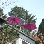 Pink garden parasol