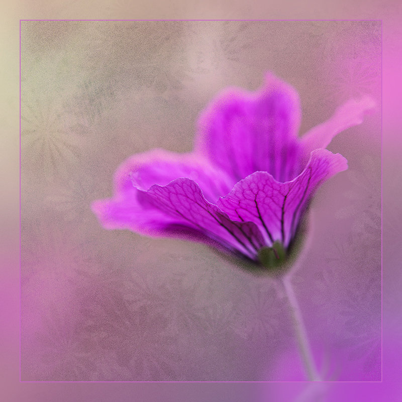 Pink Geranium