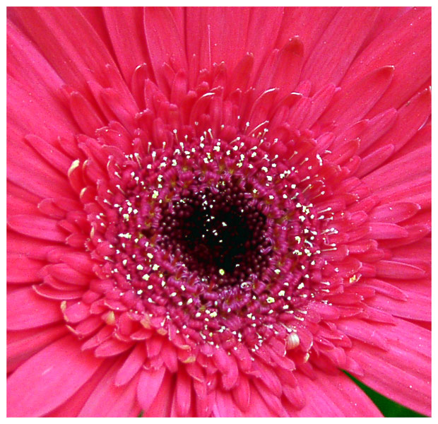 Pink Gerbera