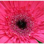 Pink Gerbera