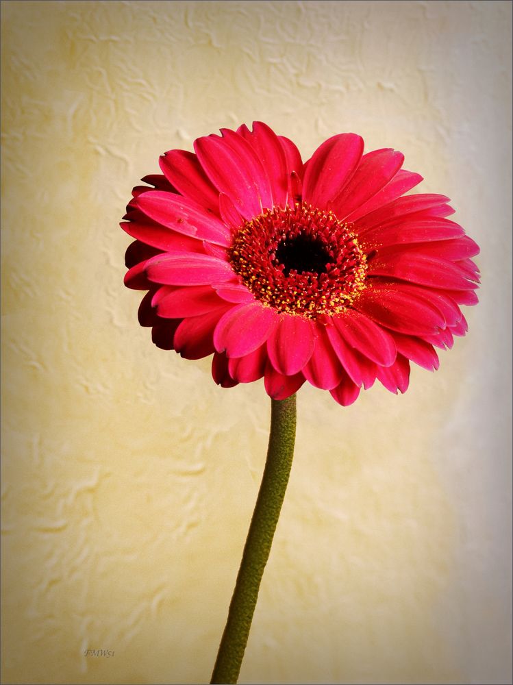 Pink Gerbera