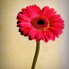 Pink Gerbera