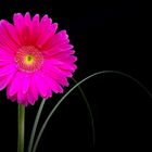 Pink Gerbera