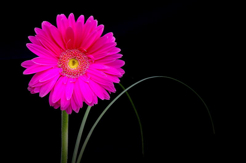 Pink Gerbera