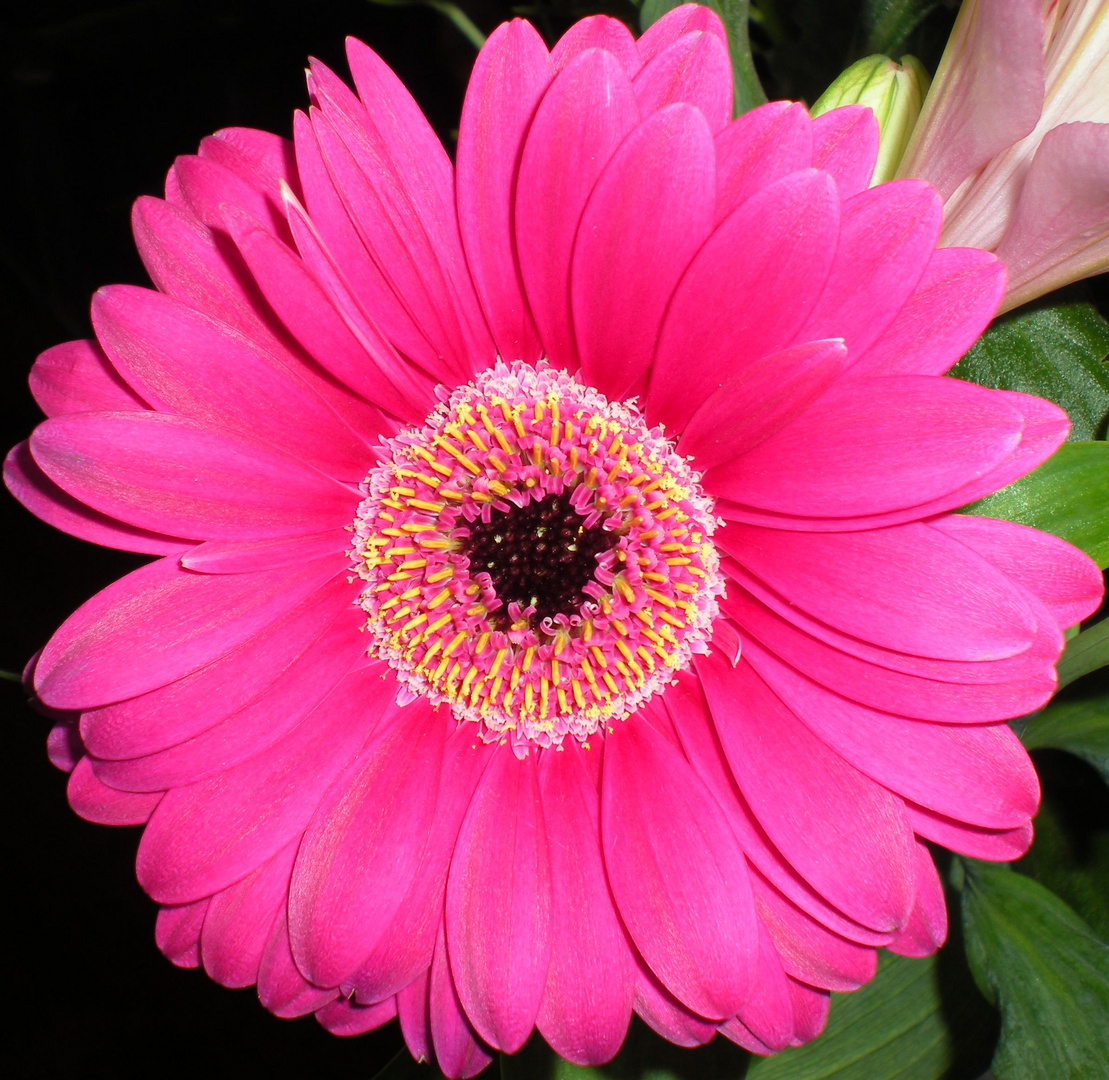 "Pink Gerbera"