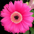 "Pink Gerbera"