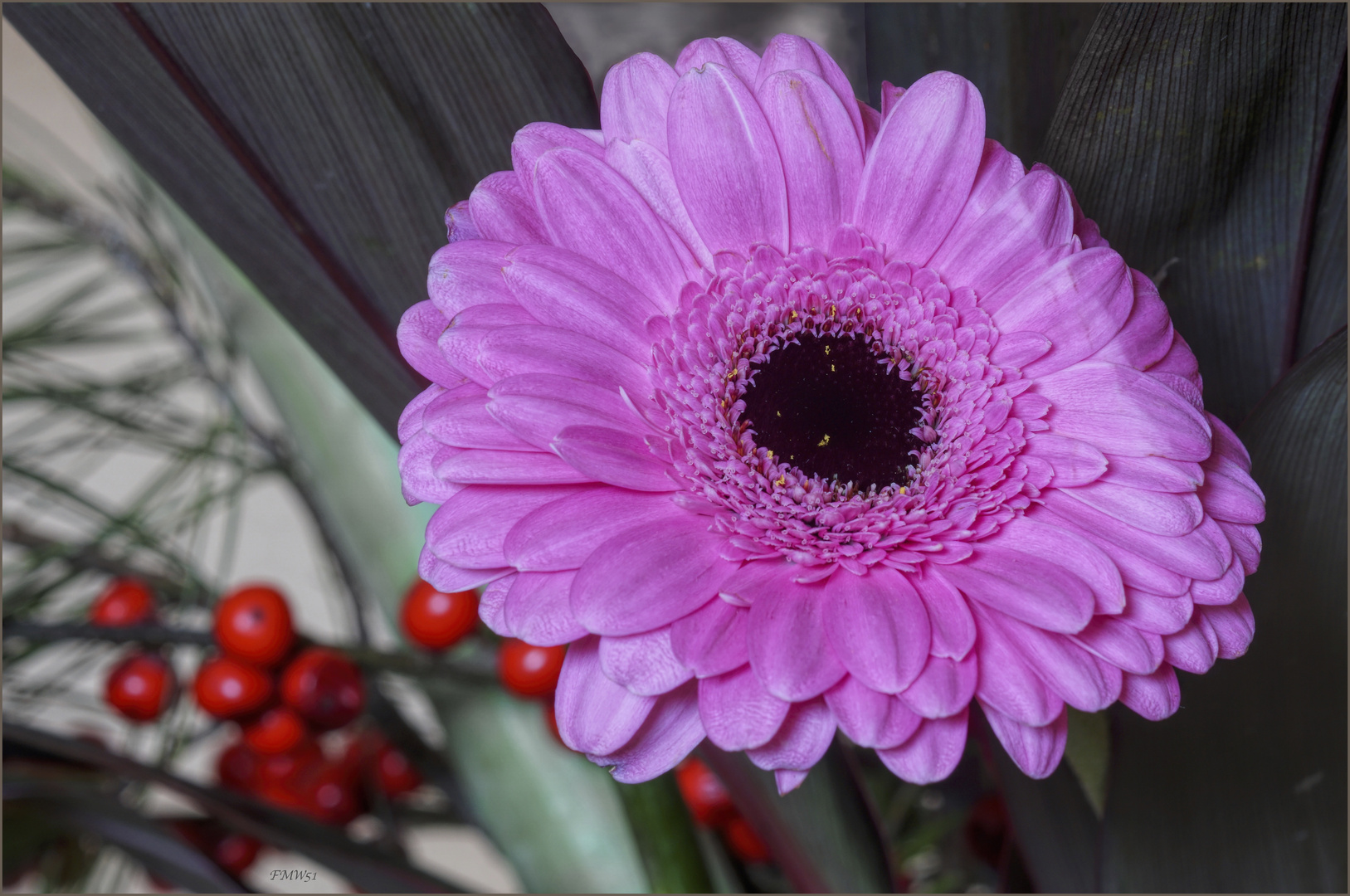 Pink Gerbera