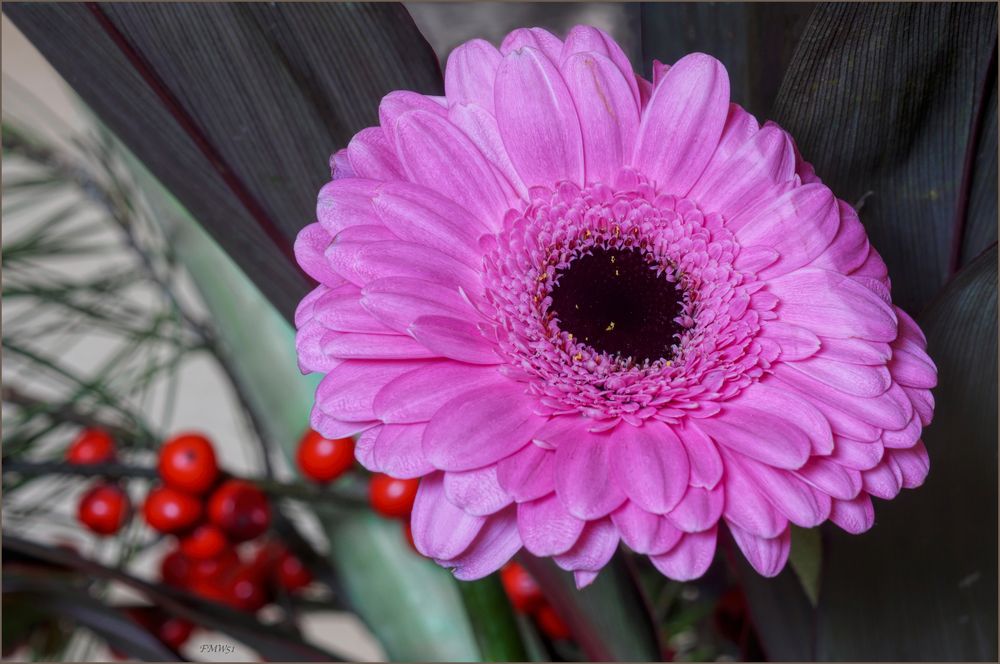 Pink Gerbera