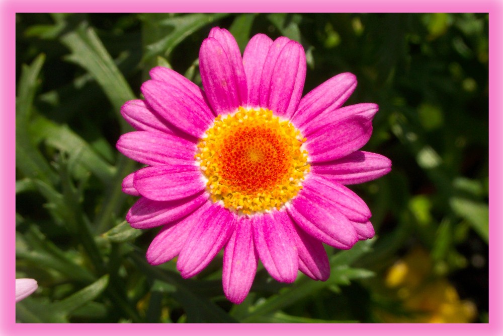 Pink gerbera daisy