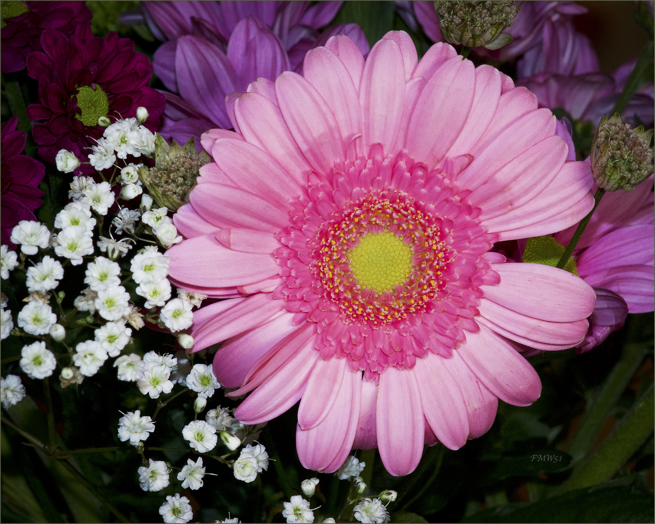 Pink Gerbera