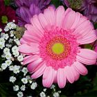 Pink Gerbera