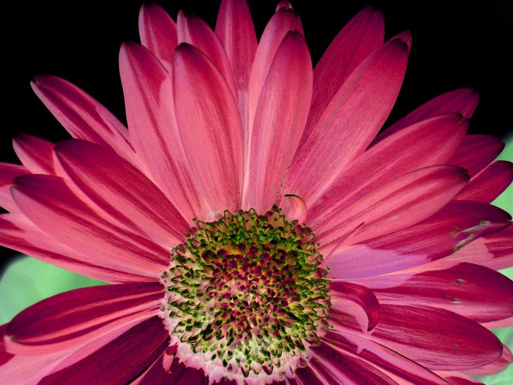 Pink Gerbera