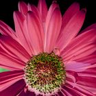 Pink Gerbera