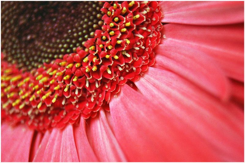 Pink Gerbera