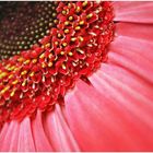 Pink Gerbera