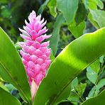 Pink Ginger