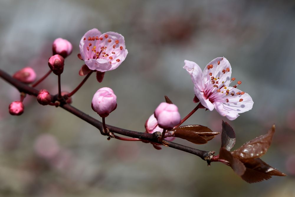 Pink goes white