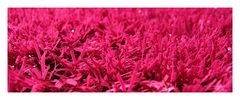 Pink Grass