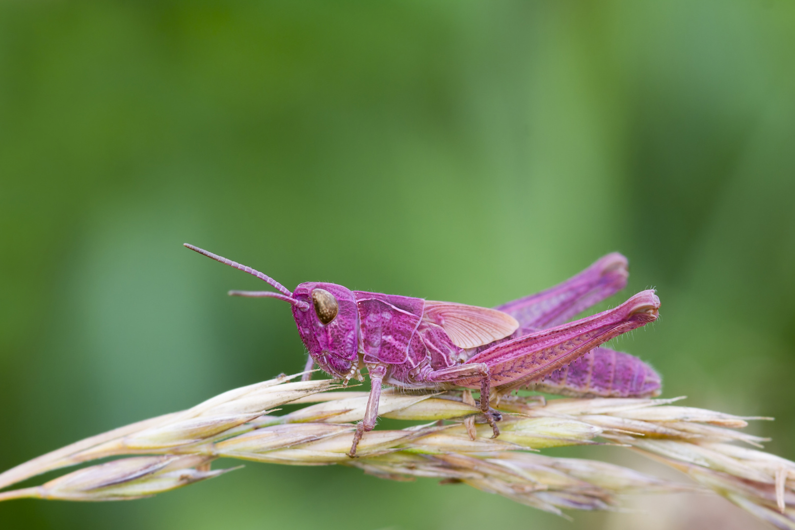 Pink Grasshopper