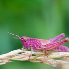 Pink Grasshopper