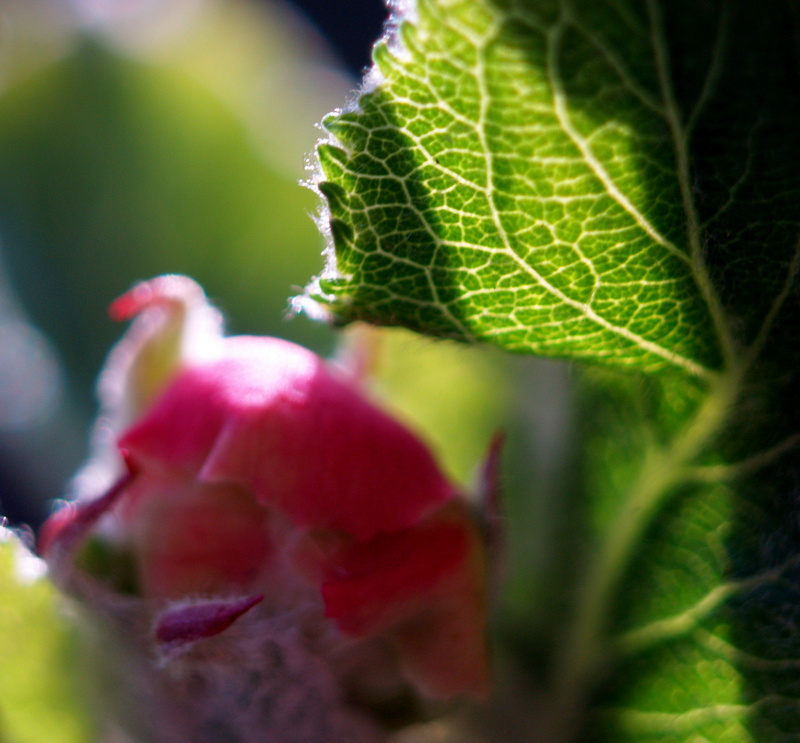 pink & green