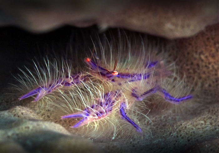 Pink hairy squat lobster