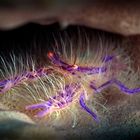 Pink hairy squat lobster