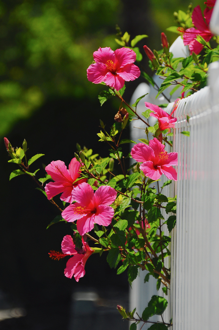 Pink Hibiscus