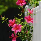 Pink Hibiscus