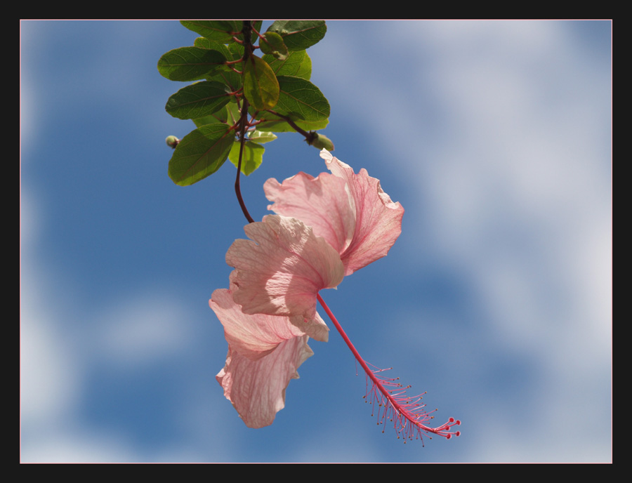 Pink Hibiscus