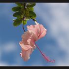 Pink Hibiscus